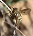 Exoprosopa dodrans - photo 3