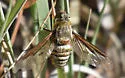 Exoprosopa dodrans - photo 5