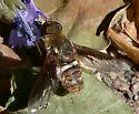 Exoprosopa dodrina