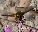 Exoprosopa dodrina - photo 2