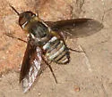 Exoprosopa dodrina - photo 3