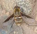 Exoprosopa dodrina - photo 4