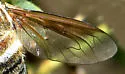 Exoprosopa dodrina - photo 5