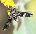 Exoprosopa dorcadion