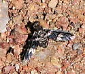 Exoprosopa dorcadion - photo 2