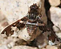 Exoprosopa dorcadion - photo 3