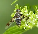Exoprosopa eremita - photo 5
