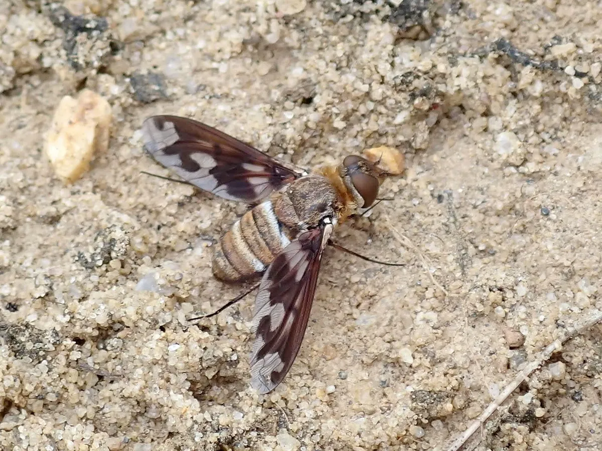 Exoprosopa fascipennis