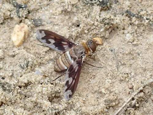 Exoprosopa fascipennis - photo 3