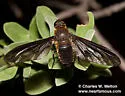Exoprosopa fumosa - photo 2