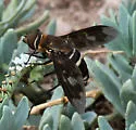 Exoprosopa ingens
