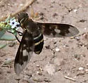 Exoprosopa ingens - photo 2