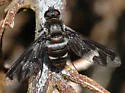 Exoprosopa jonesi