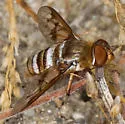 Exoprosopa painterorum - Exoprosopa painterorum