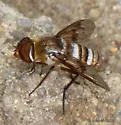 Exoprosopa painterorum - photo 2