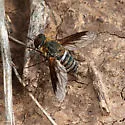 Exoprosopa parda
