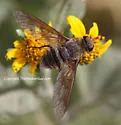Exoprosopa pueblensis