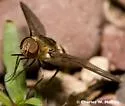 Exoprosopa rostrifera - photo 3