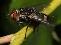 Exorista dydas - photo 4