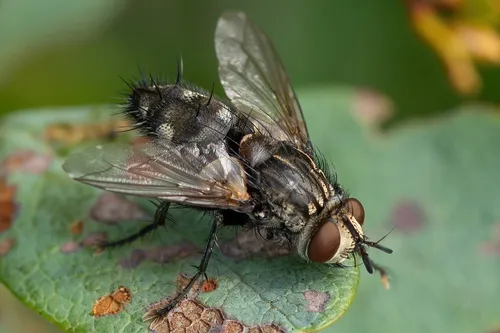 Exorista larvarum