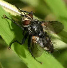 Exorista rustica