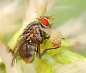 Exoristoides blattarius