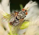 Exoristoides blattarius - photo 2