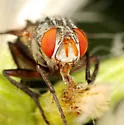 Exoristoides blattarius - photo 3