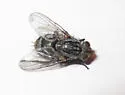 Exoristoides johnsoni - photo 2
