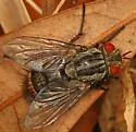 Exoristoides johnsoni - photo 4