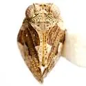 Exortus fuscomaculosus