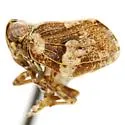 Exortus fuscomaculosus - photo 2