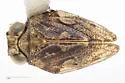 Exortus fuscomaculosus - photo 3