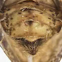 Exortus fuscomaculosus - photo 4