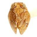 Exortus punctifer