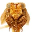 Exortus punctifer - photo 3