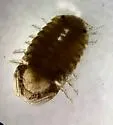 "Exosphaeroma" diminutum
