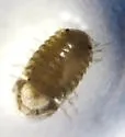 "Exosphaeroma" diminutum - photo 2