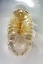 "Exosphaeroma" diminutum - photo 3