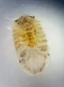 "Exosphaeroma" diminutum - photo 4