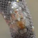Exosphaeroma inornata