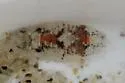 Exosphaeroma inornata - photo 3