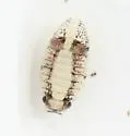 Exosphaeroma inornata - photo 4