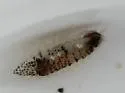 Exosphaeroma inornata - photo 5