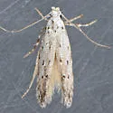 Exoteleia californica - Hodges#1836