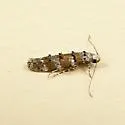 Exoteleia chillcotti - Hodges#1799
