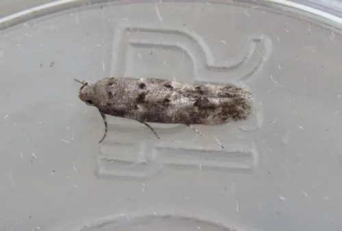 Exoteleia dodecella - Exoteleia dodecella