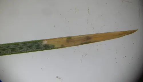 Exoteleia dodecella - photo 2