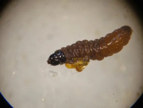 Exoteleia dodecella - photo 3