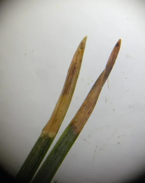 Exoteleia dodecella - photo 4